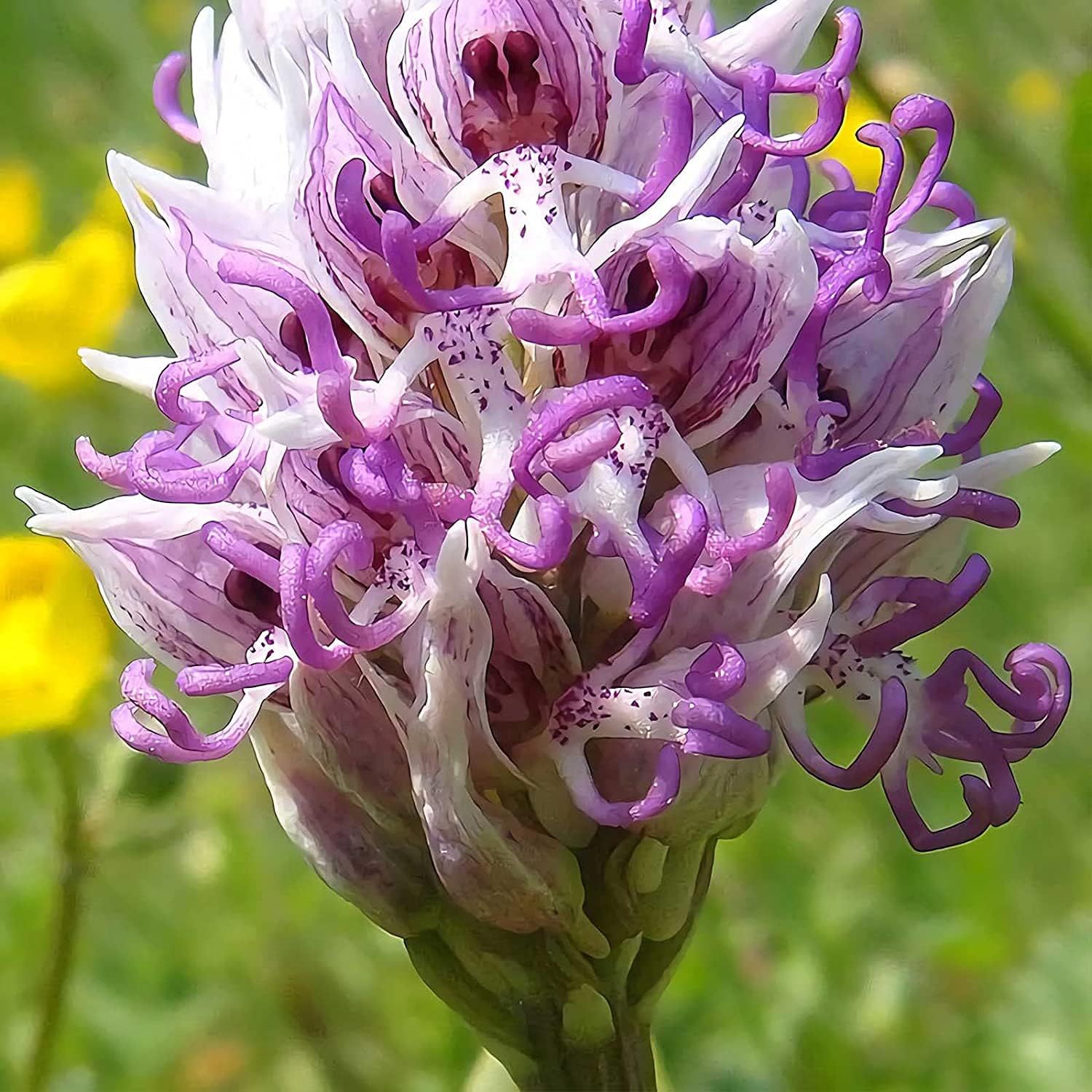 Monkey Orchid Flower Seeds up to 50%