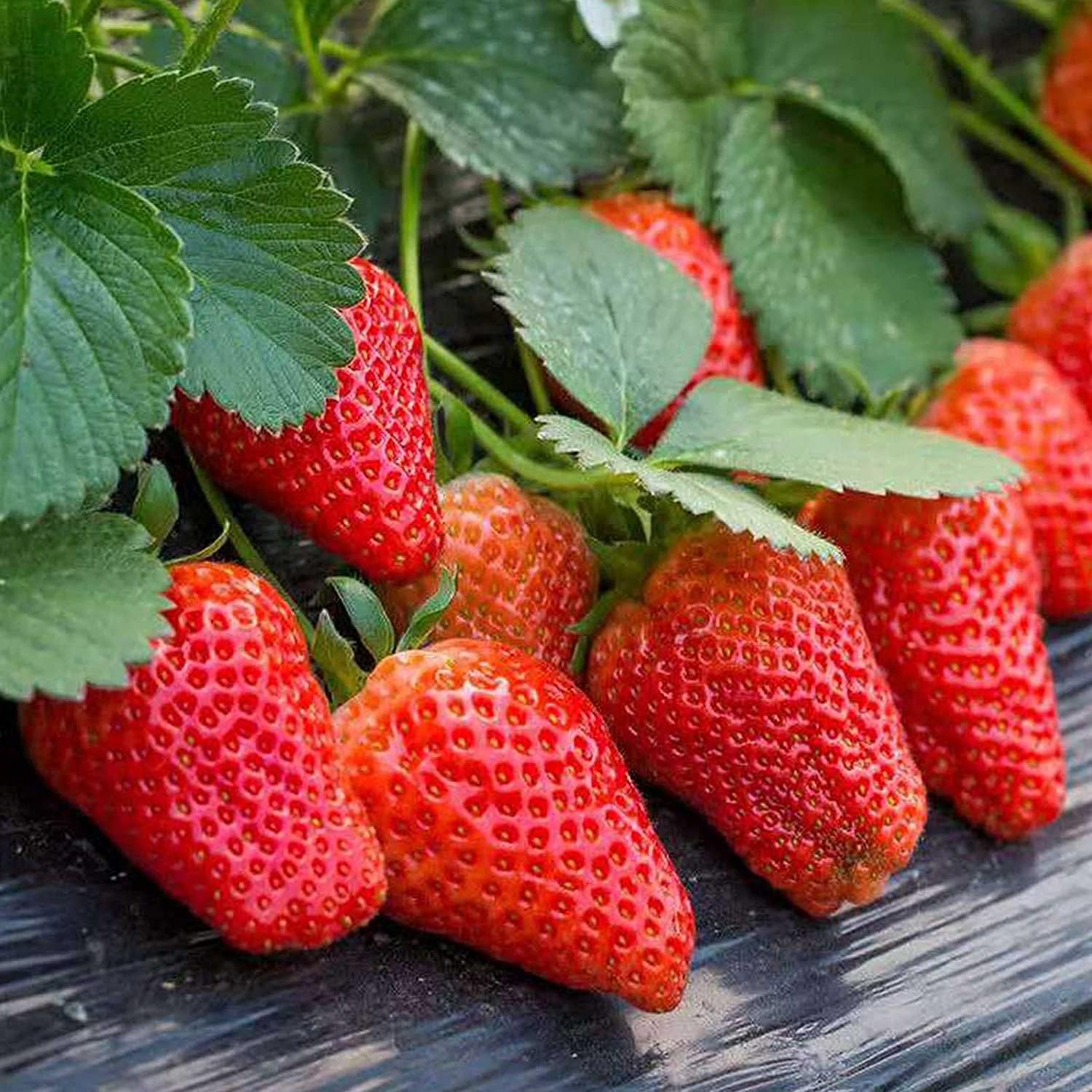 Large Strawberry Seeds up to 50%
