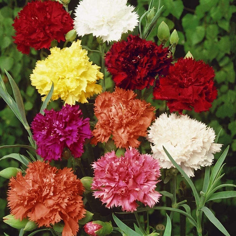 Carnation Chabaud Mix seeds up to 50%