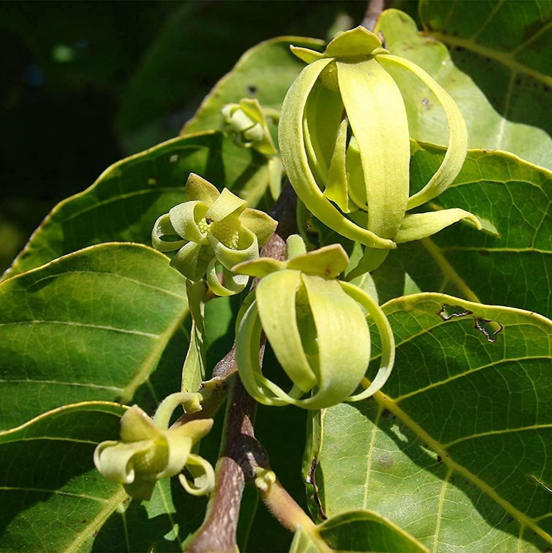Cananga odorata | Ylang Ylang up to 50%