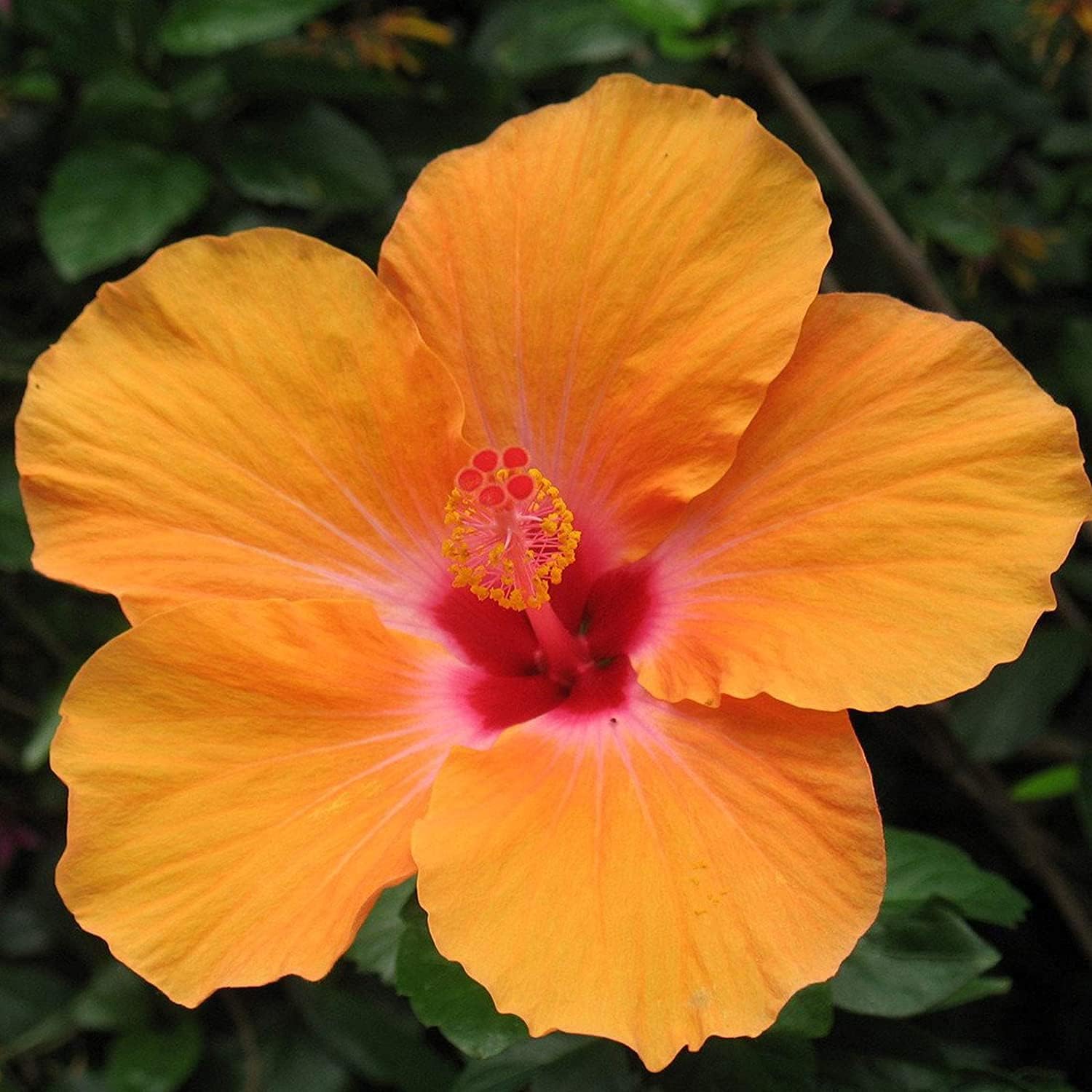 Hibiscus Flower Seeds up to 50%