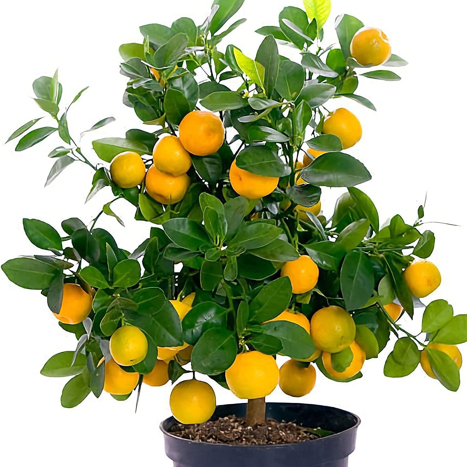 Bonsai Orange Tree Seeds up to 50%