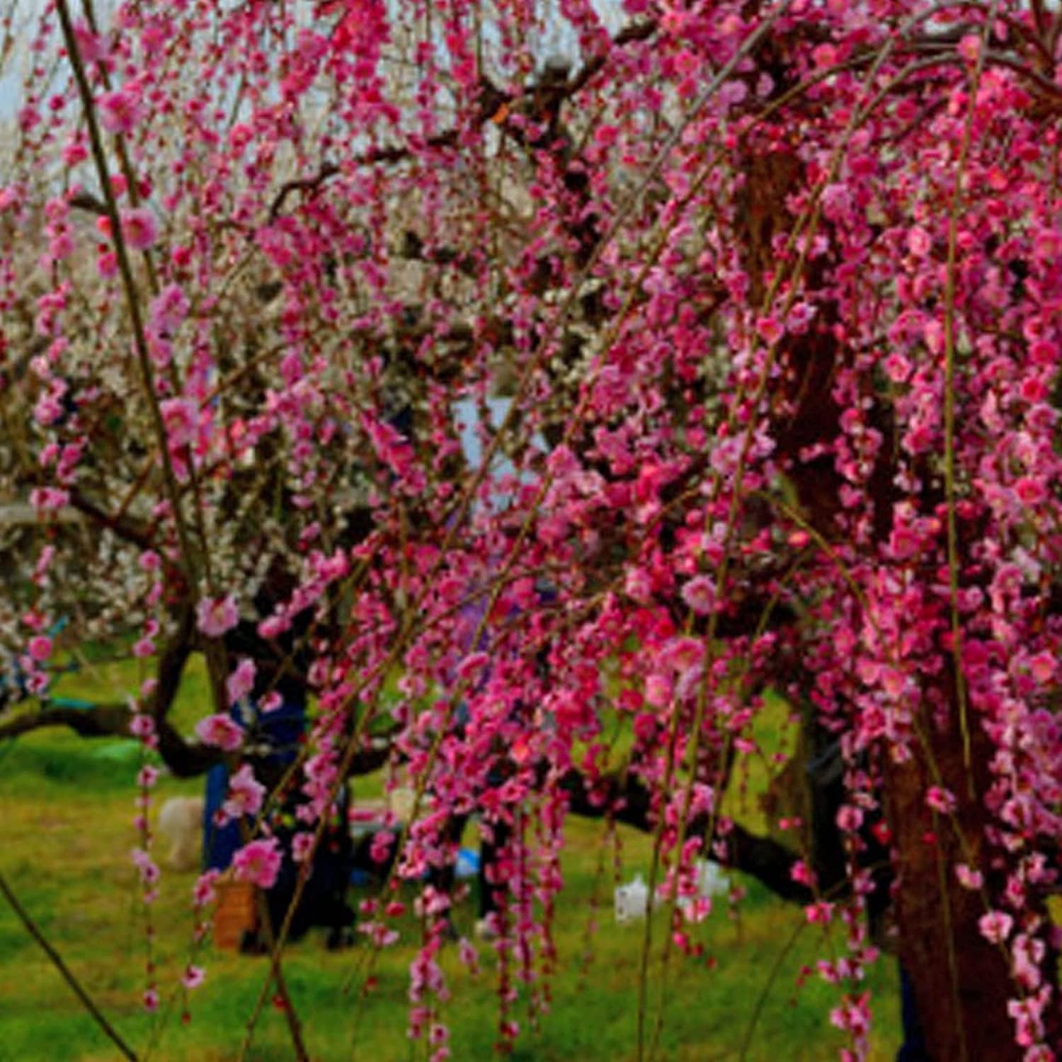 Weeping Cherry Blossom Seeds up to 50%