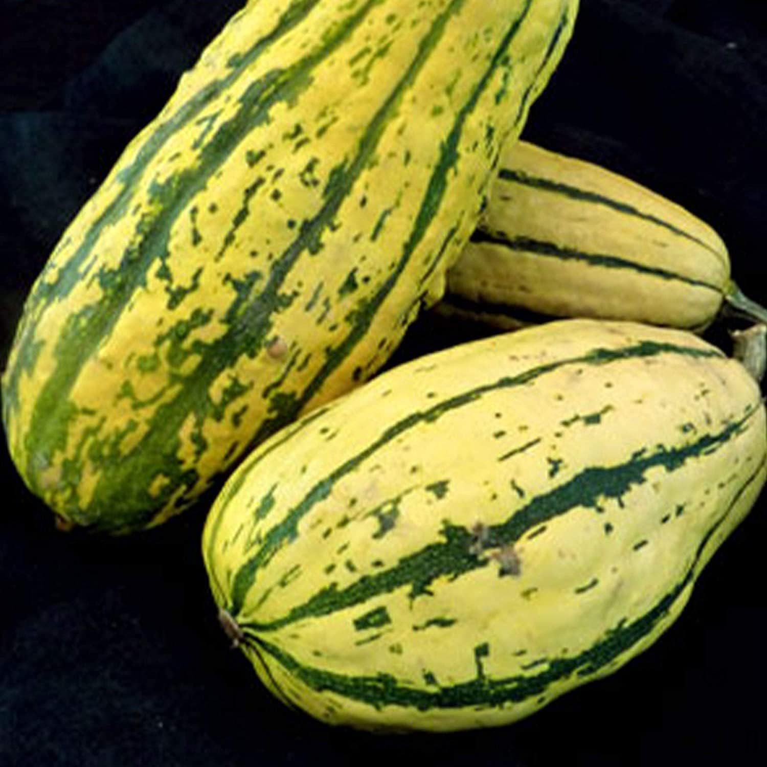 Delicata Squash Seeds up to 50%
