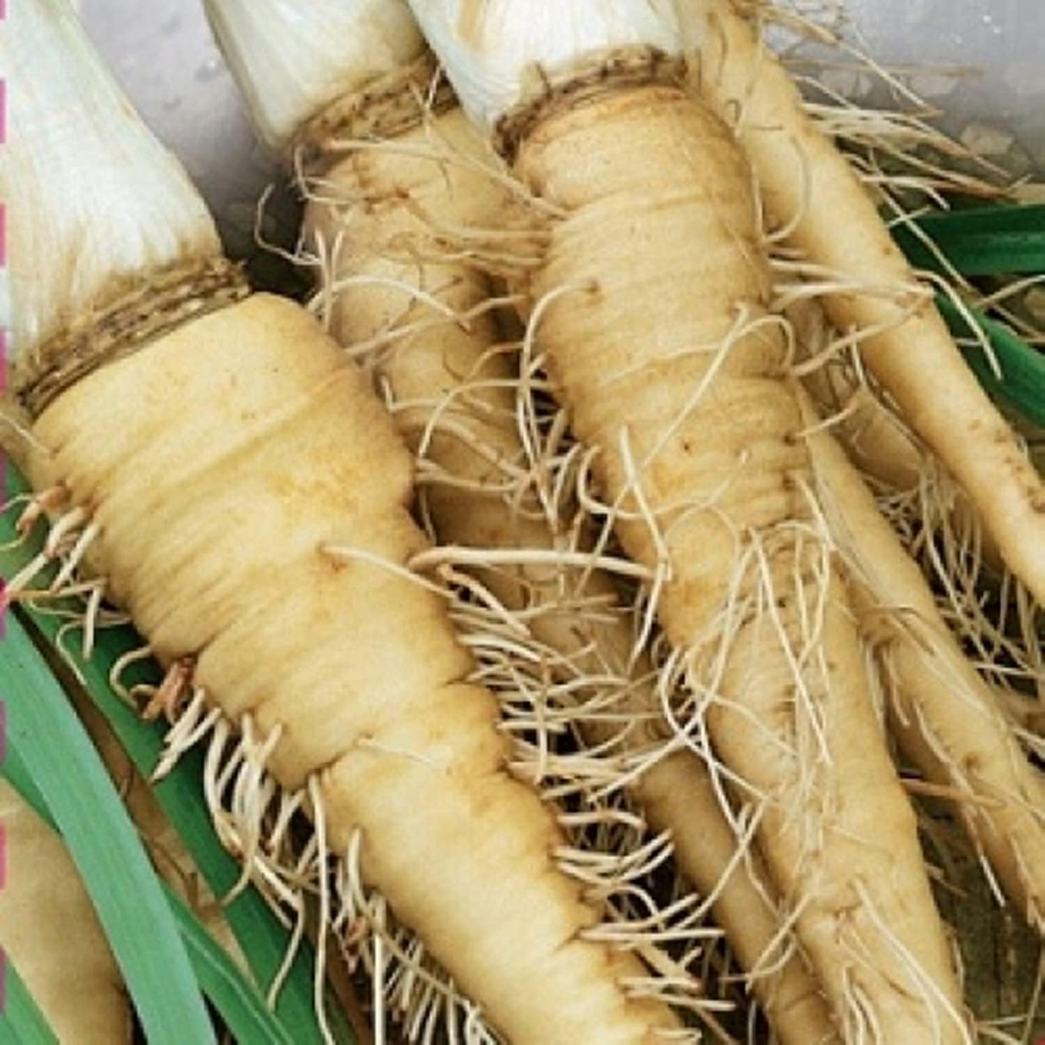 Salsify Oat Root Seeds up to 50%