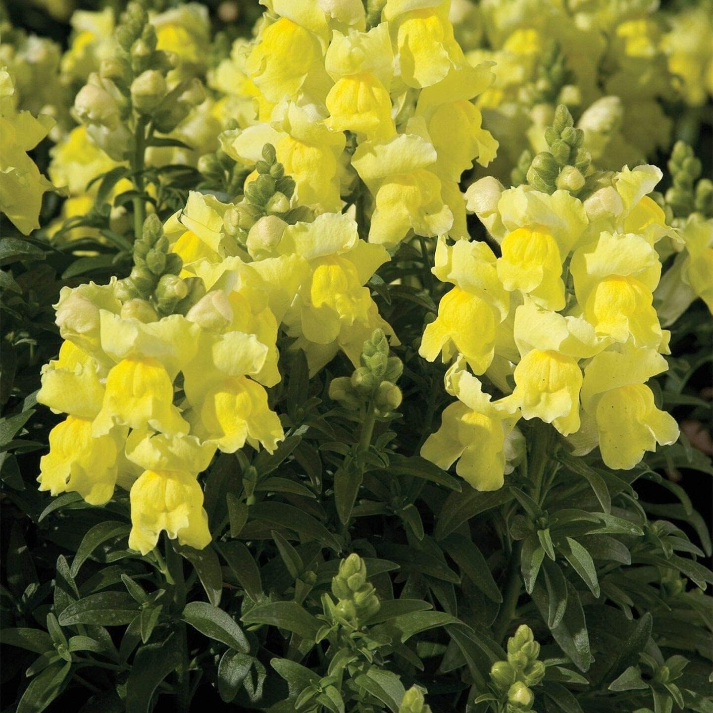 Snapdragon Dwarf Yellow Seeds – Vibrant Outdoor Garden Flowers – up to 50%