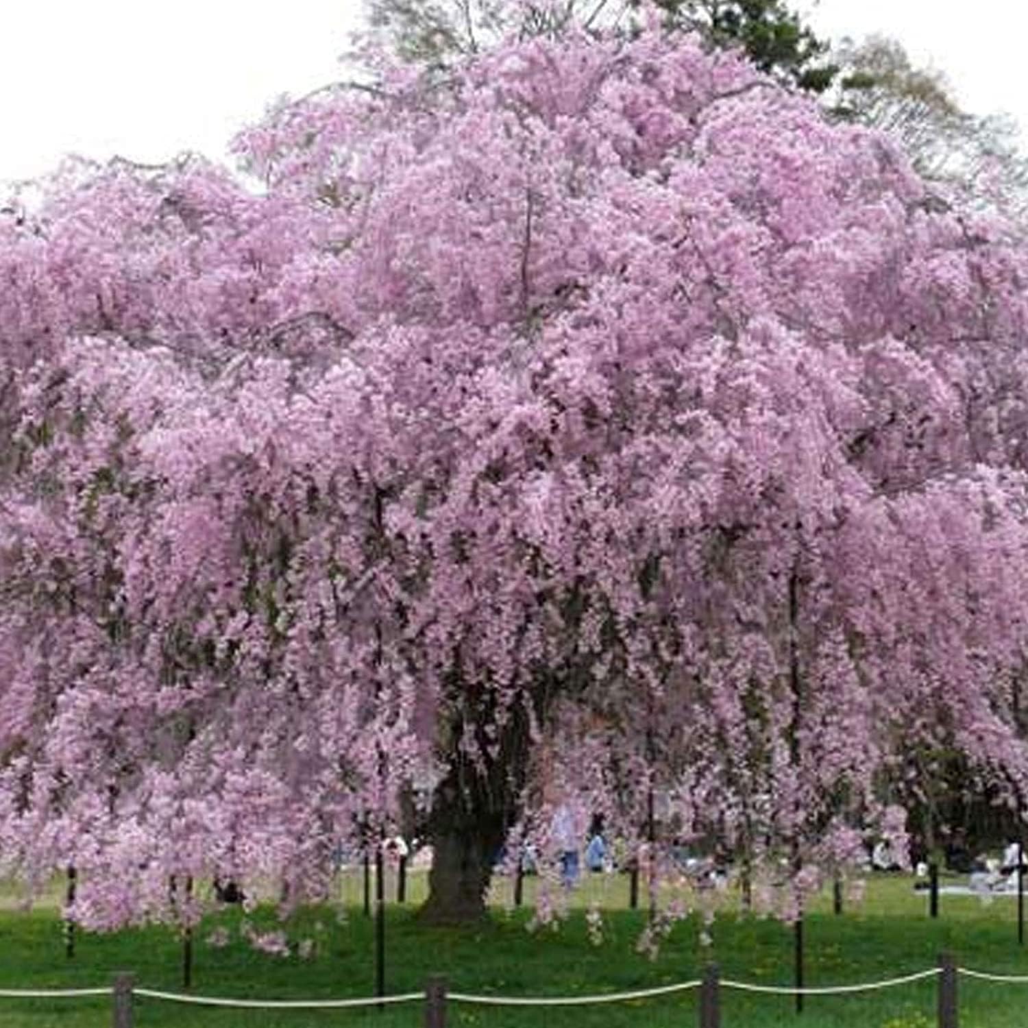 Weeping Cherry Blossom Seeds up to 50%