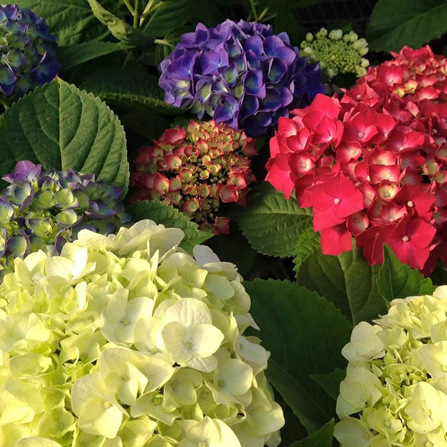 Mixed Hydrangea Flower Seeds up to 50%