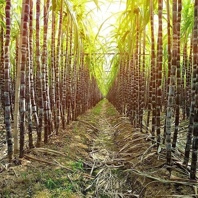 Giant Sugar Cane Seeds up to 50%