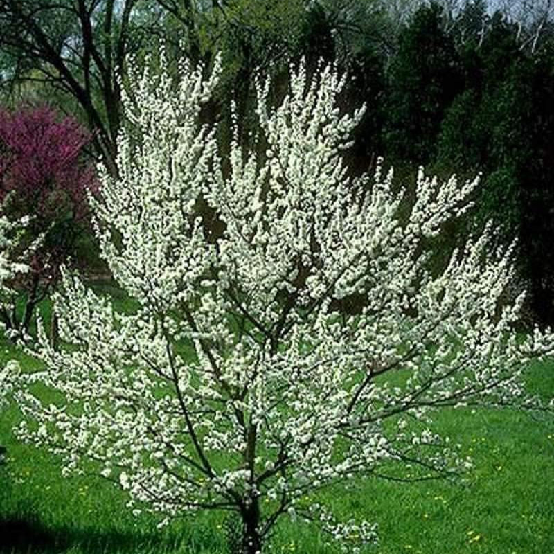 American Wild Plum Seeds up to 50%
