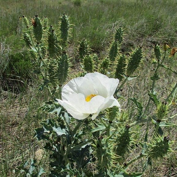 Argemone polyanthemos (Prickly Poppy) Seeds ¨C Hardy Perennial Flower ¨C up to 50%