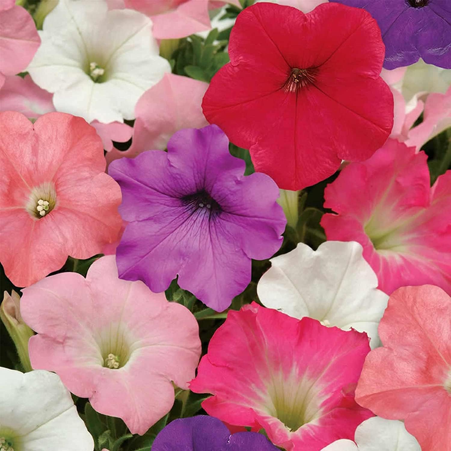 Easy Wave Petunia Seeds ¨C Formula Mix Blooms | up to 50%