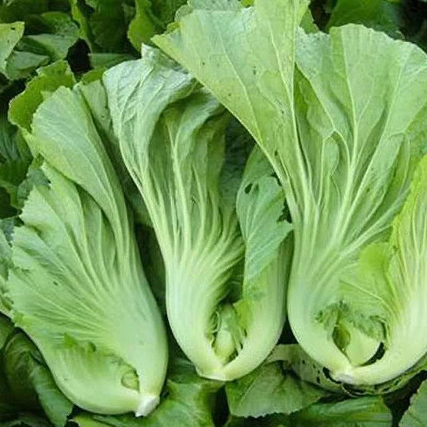 Chinese Heirloom Vegetable Seeds up to 50%