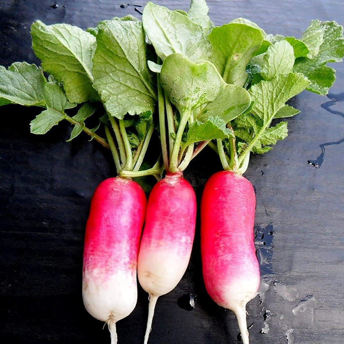 French Breakfast Radish Seeds up to 50%
