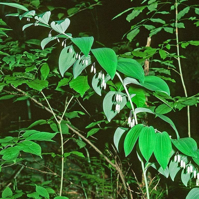 Polygonatum biflorum Seeds up to 50%