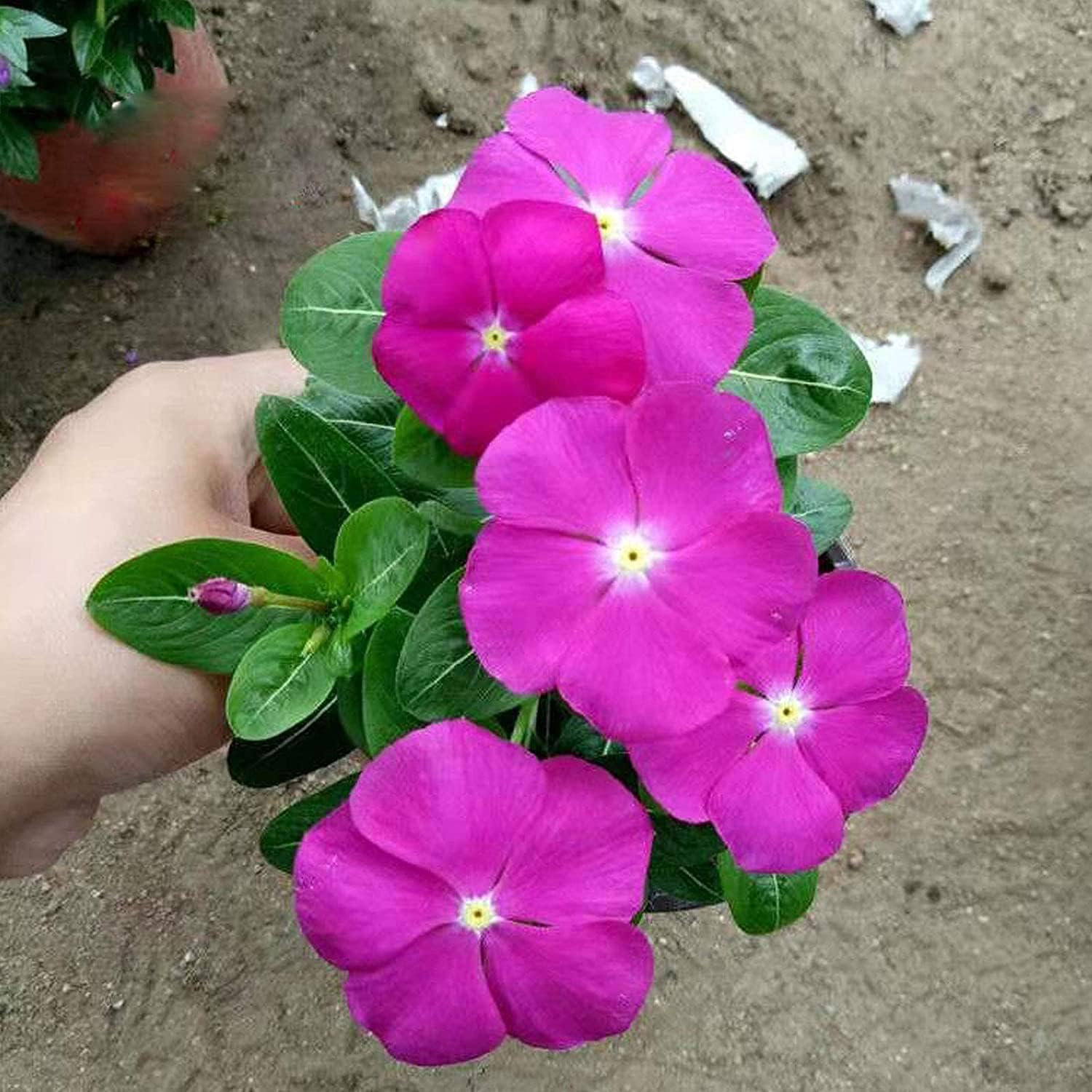 Mixed Vinca Periwinkle Seeds up to 50%
