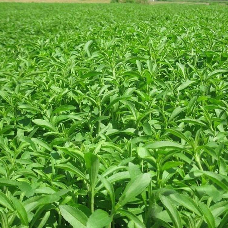 Stevia Rebaudiana seeds up to 50%