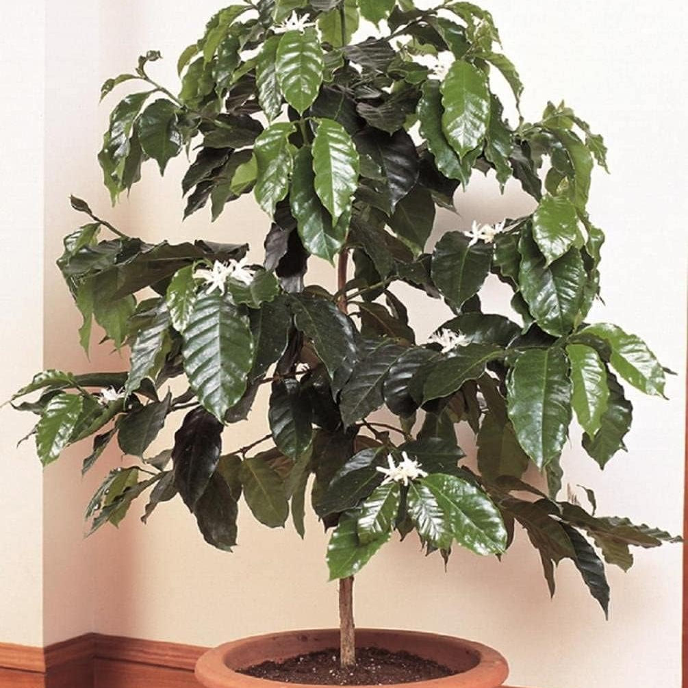 Arabian Coffee Tree Seeds up to 50%