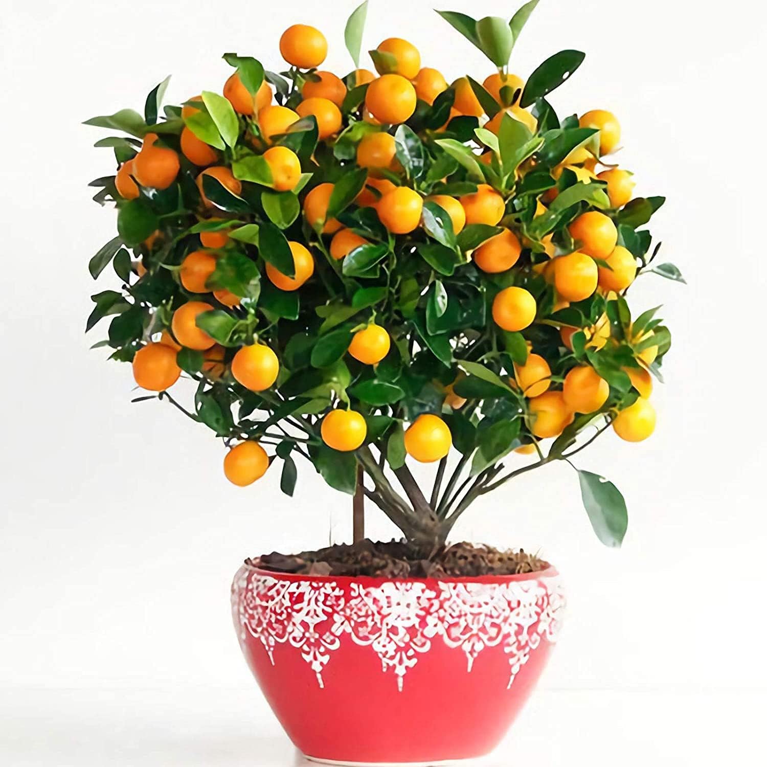 orange tree bonsai from seed Bonsai Orange Tree Seeds up to 50%