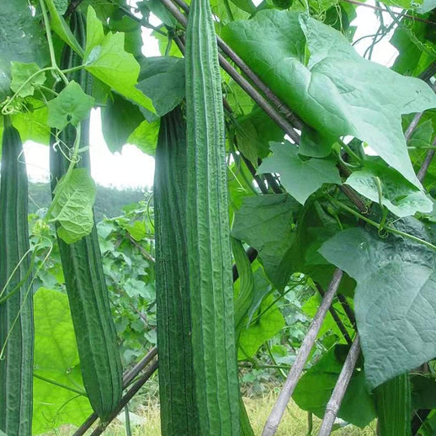 Luffa Gourd Sponge Seeds up to 50%