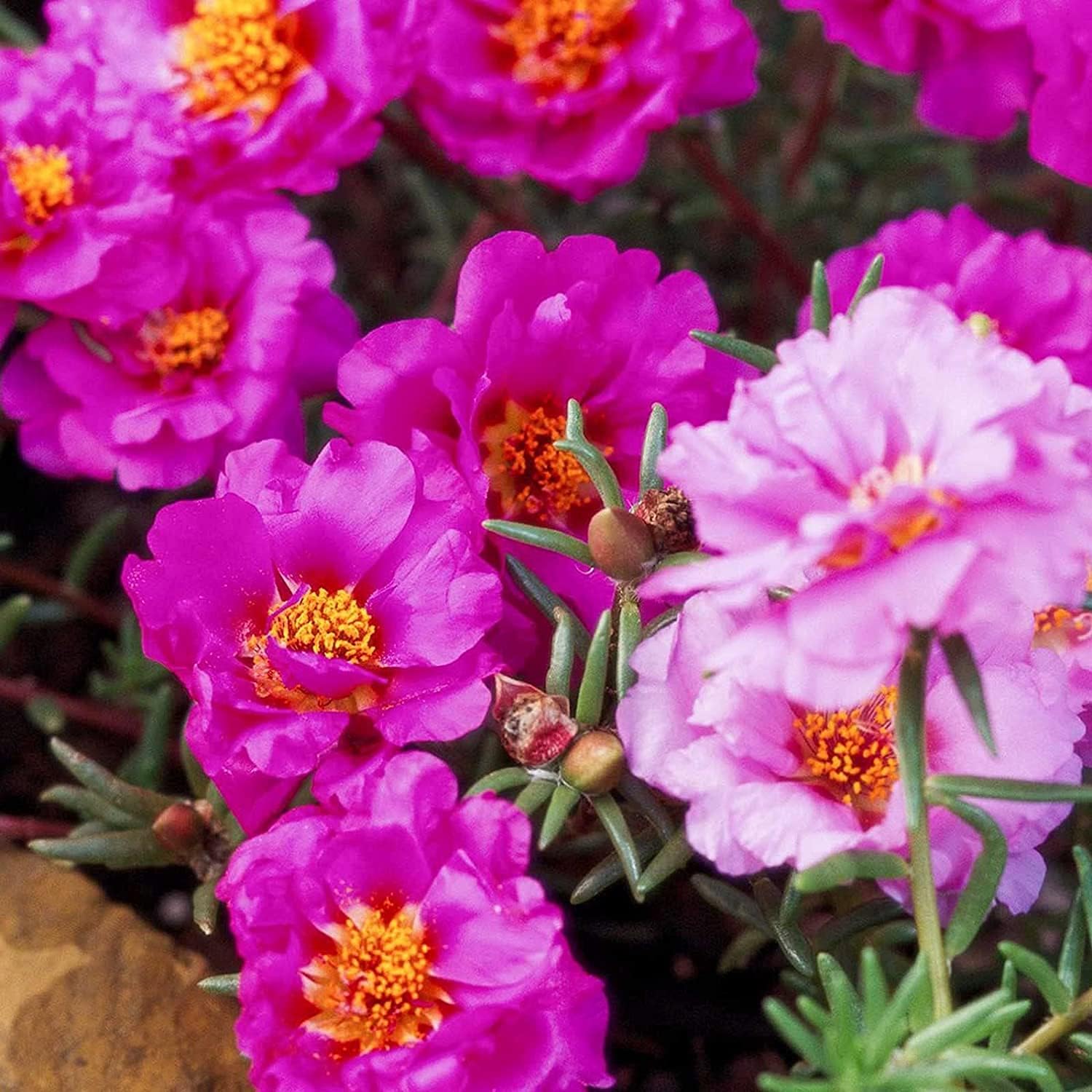 Moss Rose Flower Seeds up to 50%