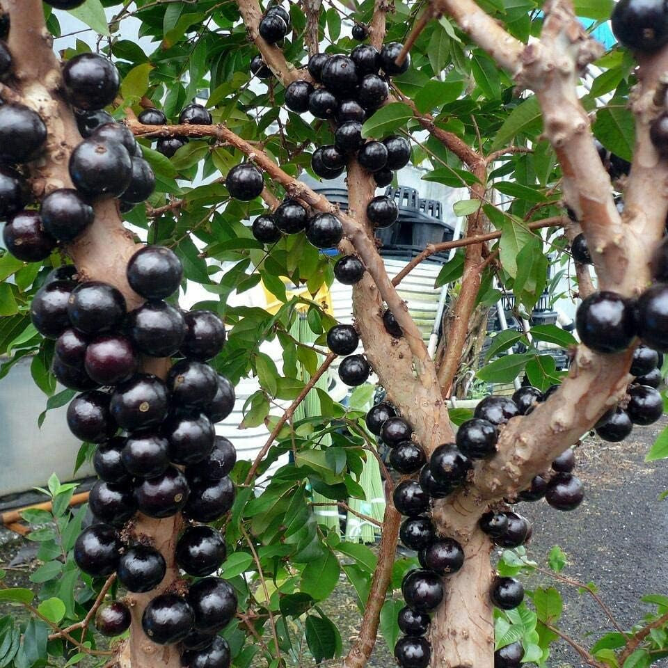 Jabuticaba Fruit Seeds up to 50%