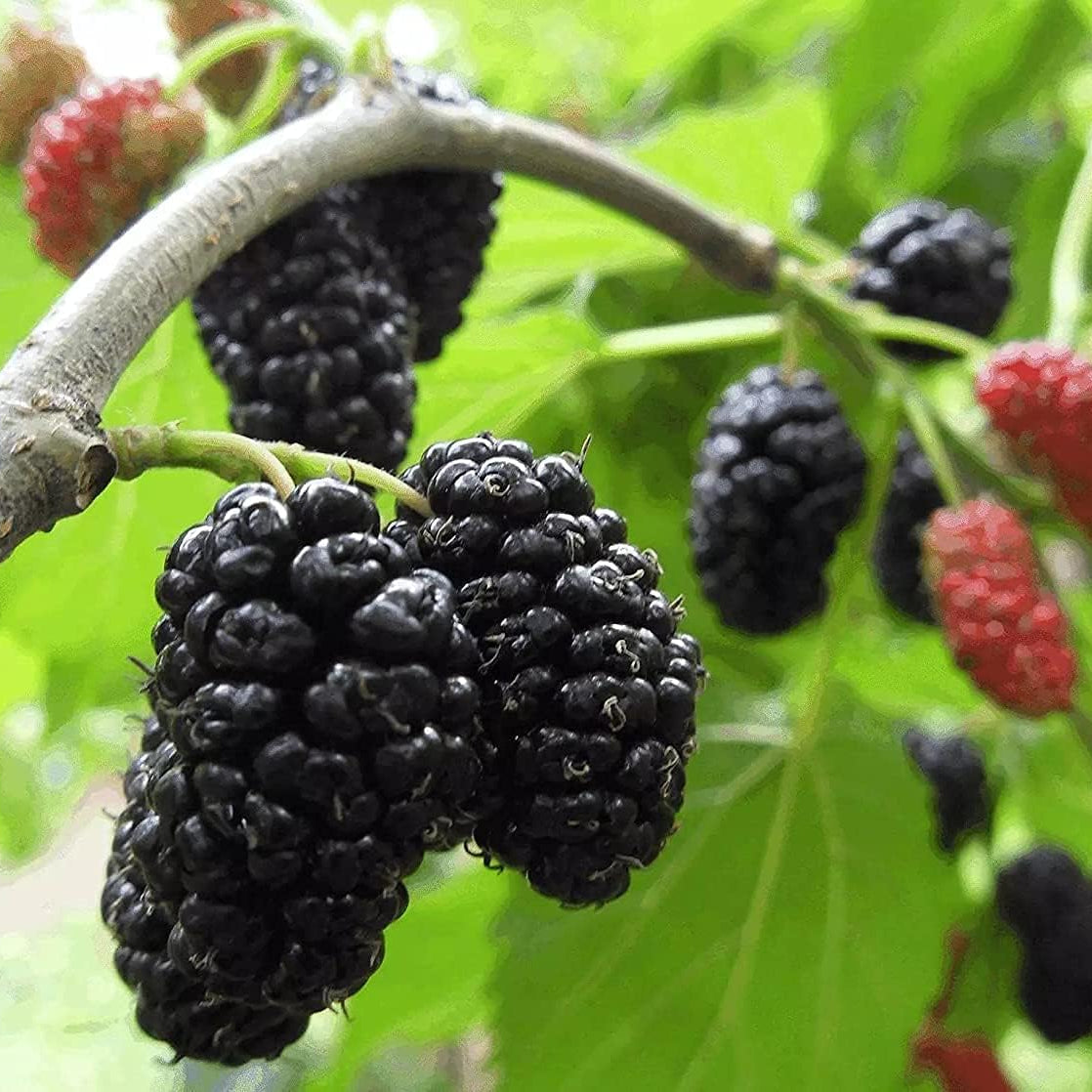 Mulberry Tree Seeds up to 50%