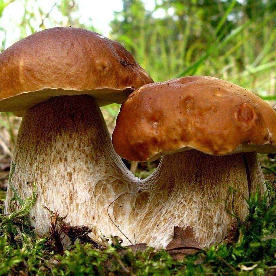 Porcini Mushroom Spores up to 50%