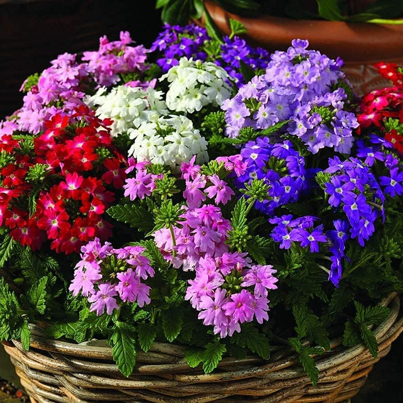 Dwarf Verbena Flower Seeds up to 50%
