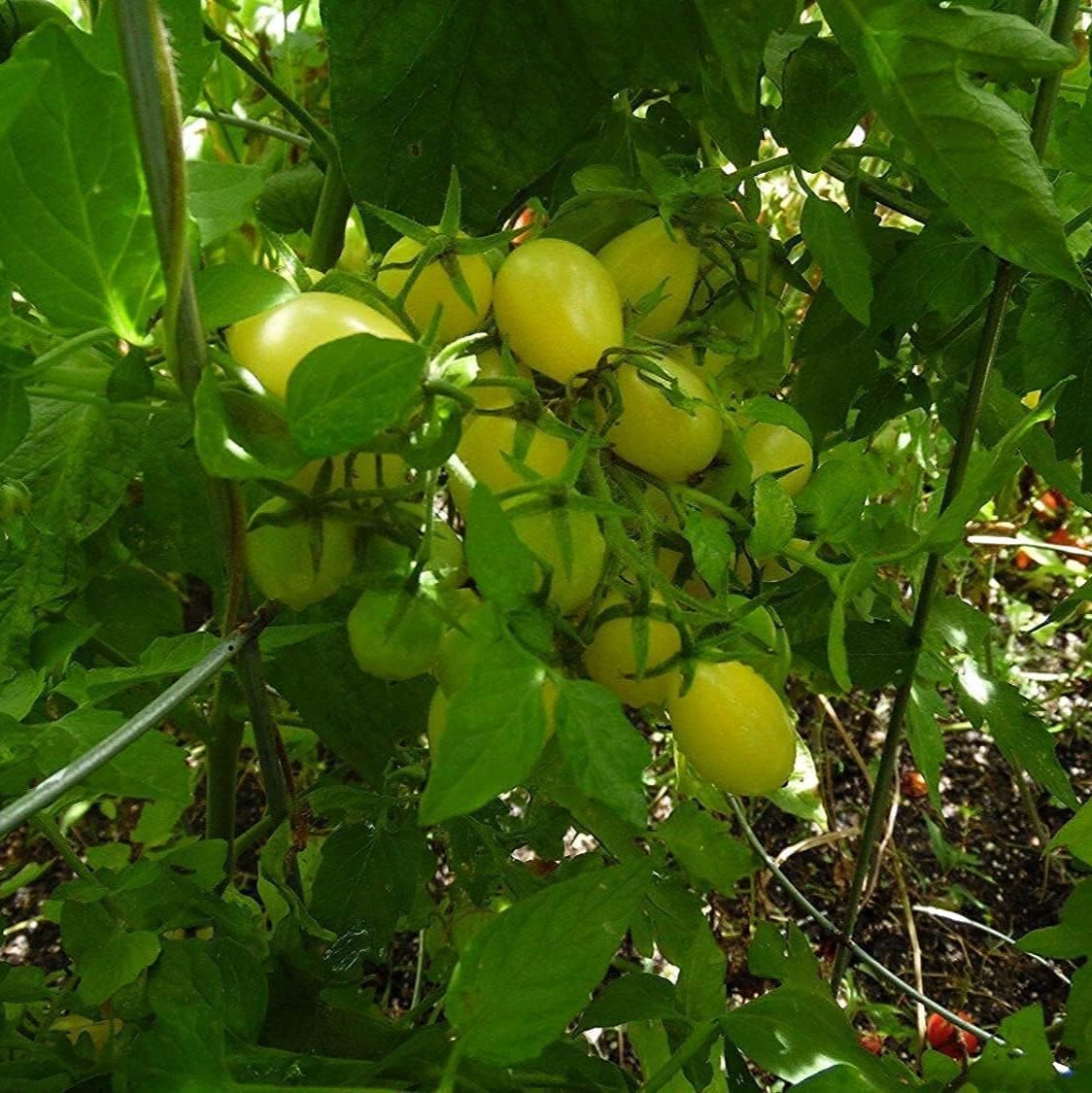 Crazy Cherry Tomato Seeds up to 50%