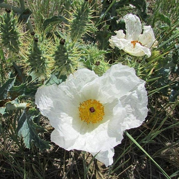 Argemone polyanthemos (Prickly Poppy) Seeds – Hardy Perennial Flower – up to 50%