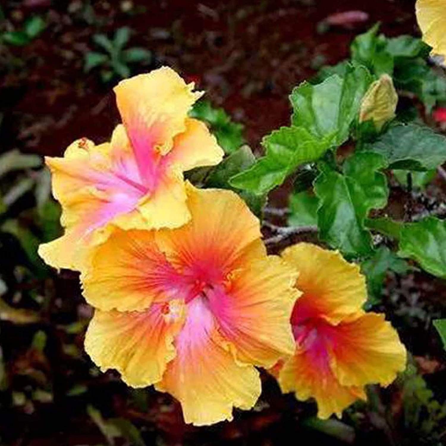 Hibiscus Flower Seeds up to 50%