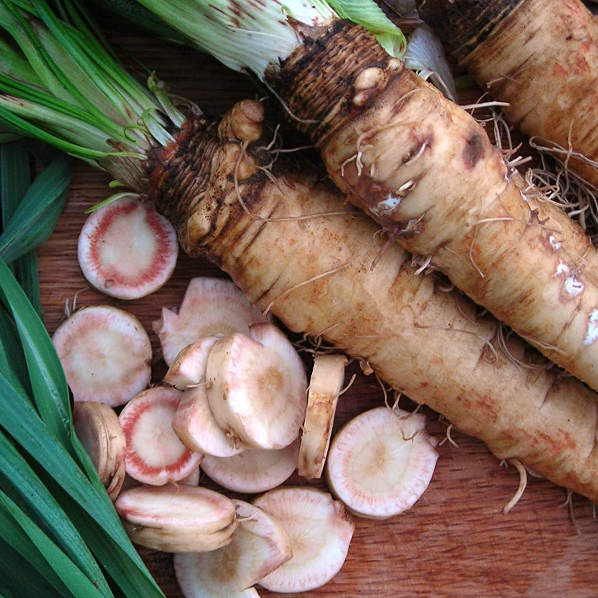 Salsify Oat Root Seeds up to 50%