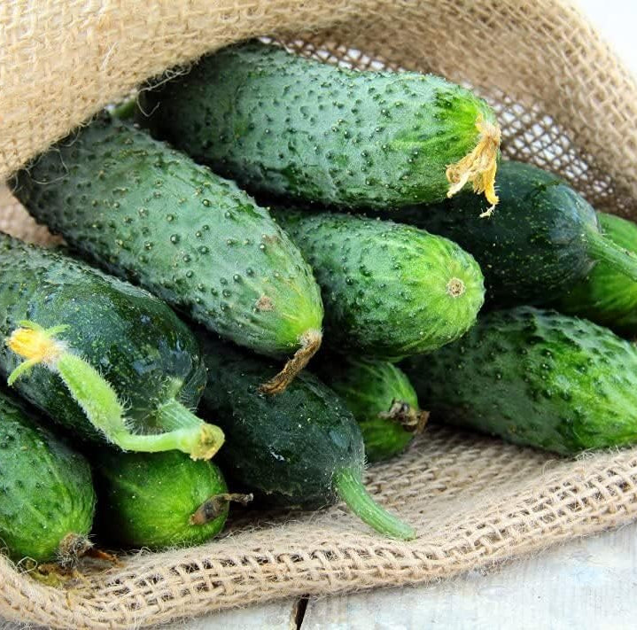 Titus Cucumber Seeds up to 50%