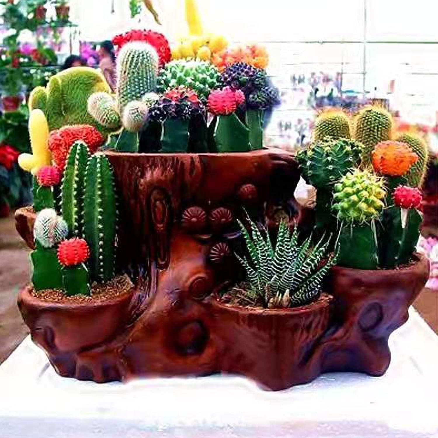 Mixed Opuntia Cactus Seeds up to 50%