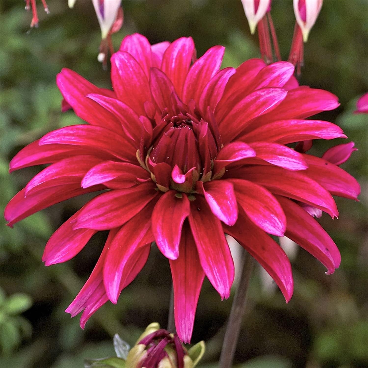 Dahlia