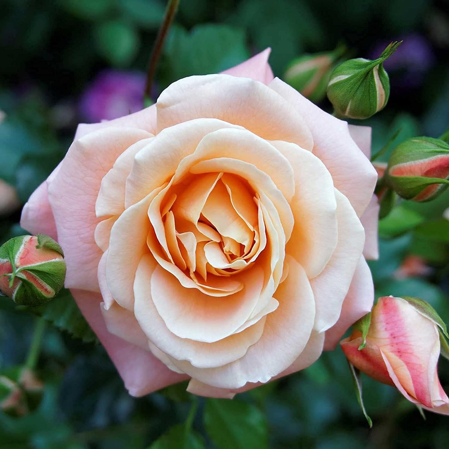 Mixed Rose Flower Seeds – Colorful Garden Blooms – up to 50%
