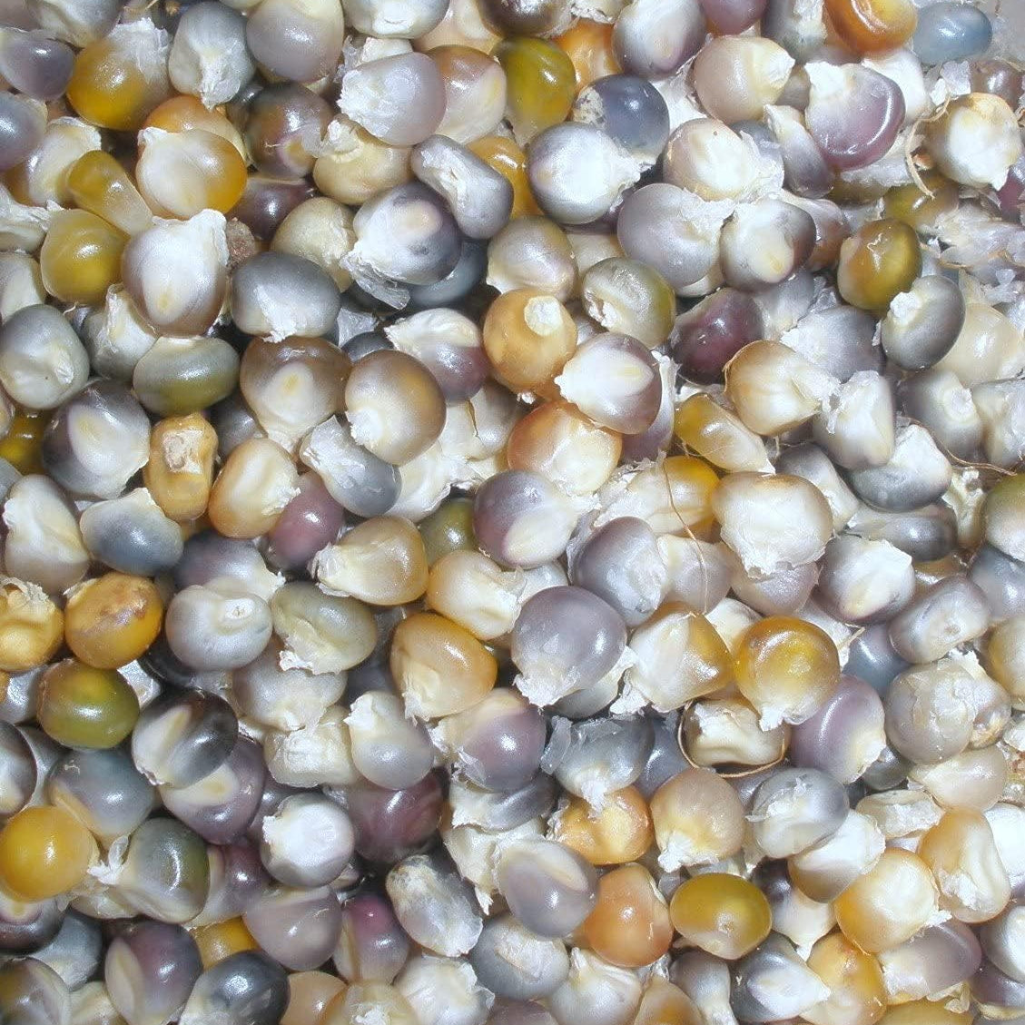 Glass Gem Cherokee Indian Corn Heirloom Seeds – up to 50%