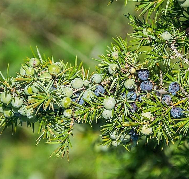Common Juniper Seeds up to 50%