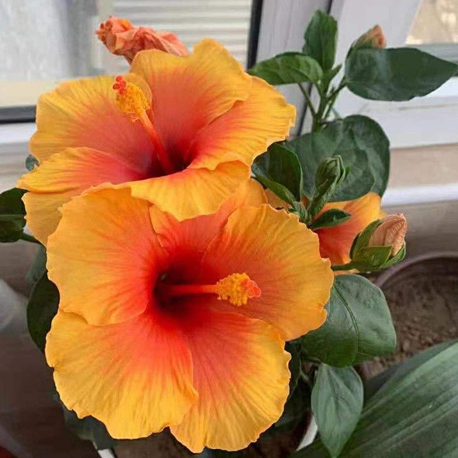 Hibiscus Flower Seeds up to 50%