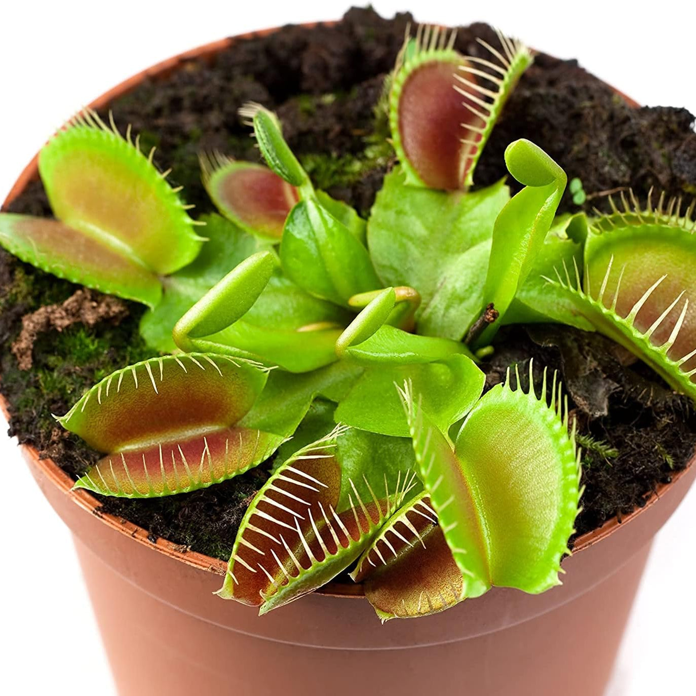 Venus Flytrap Plant Seeds – Carnivorous Indoor & Outdoor Plant – up to 50%
