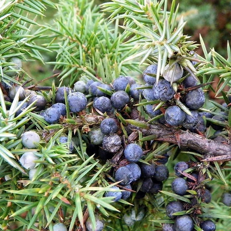 Common Juniper Seeds up to 50%