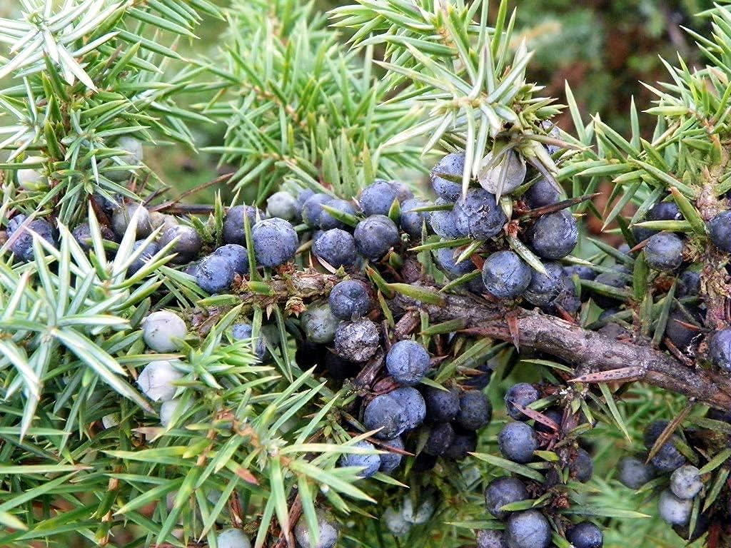 Common Juniper Seeds up to 50%