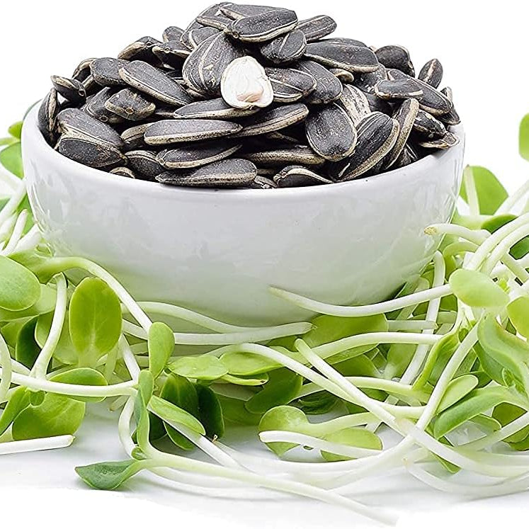 Black Oil Sunflower Seeds up to 50%