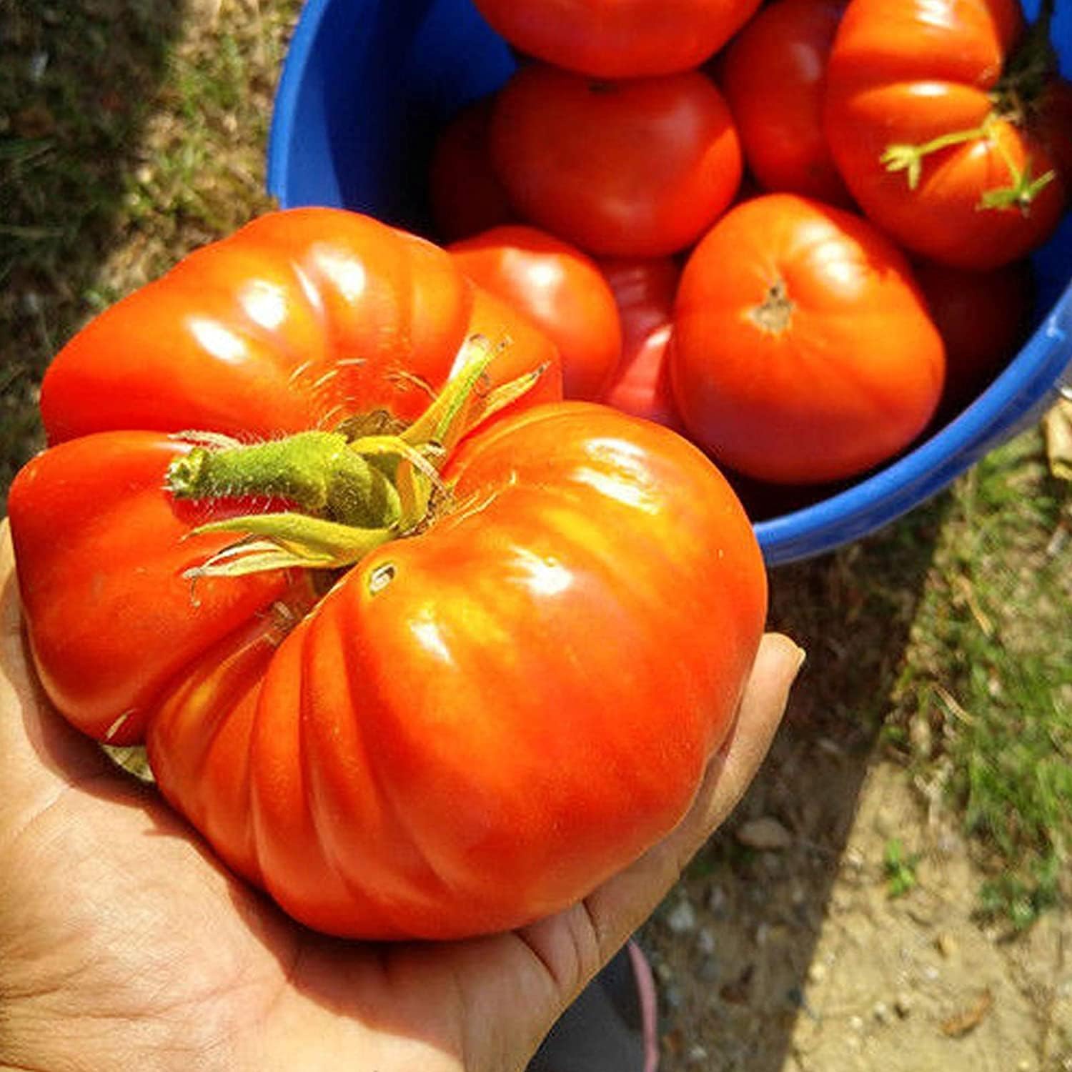 Big Beef Tomato Seeds up to 50%
