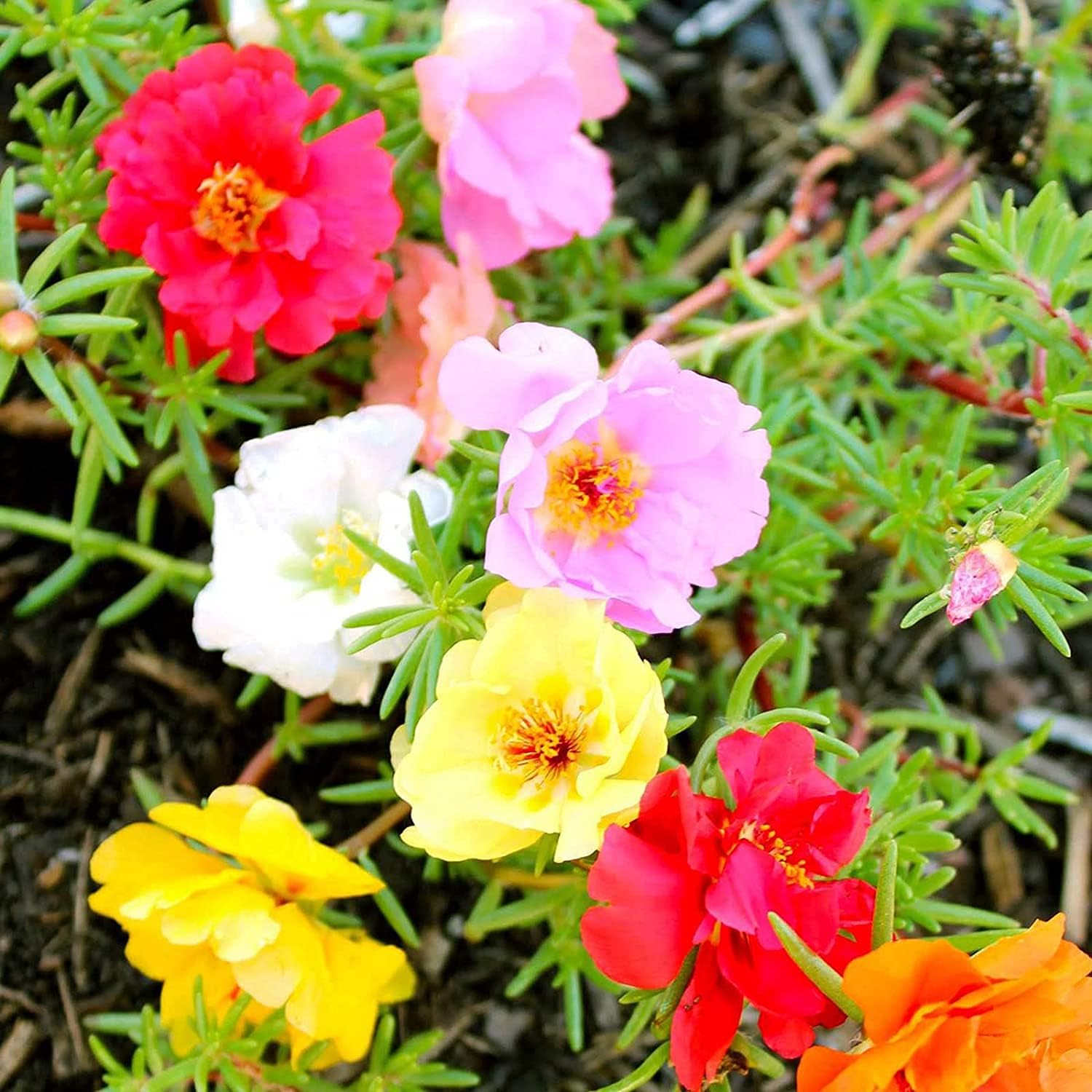 Moss Rose Flower Seeds up to 50%
