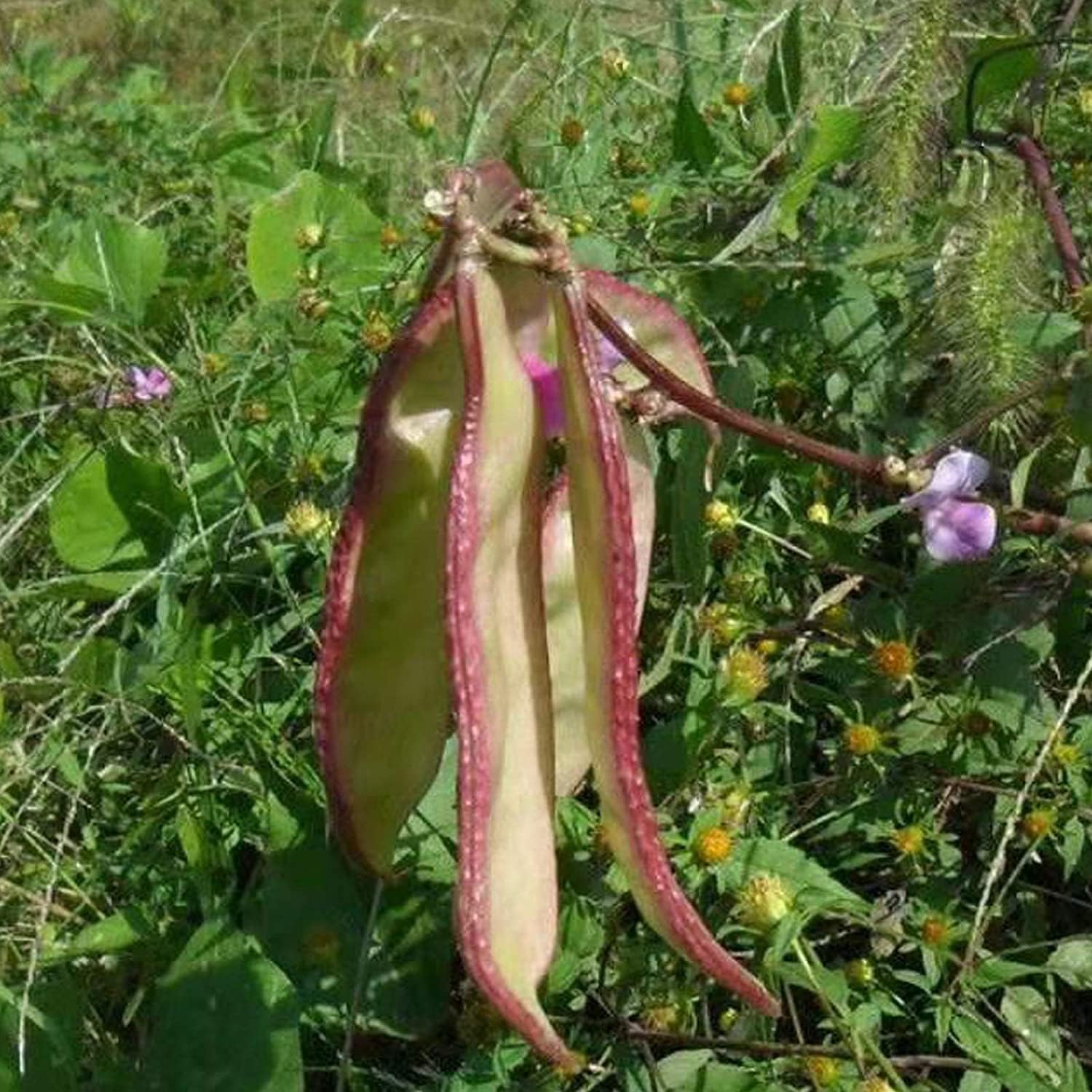 Purple Hyacinth Bean Seeds up to 50%