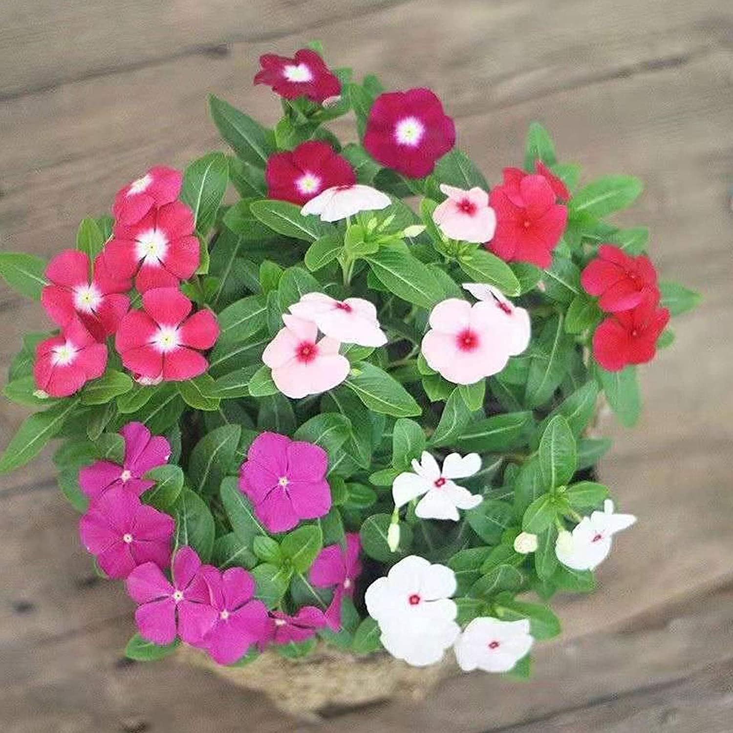 Mixed Vinca Periwinkle Seeds up to 50%