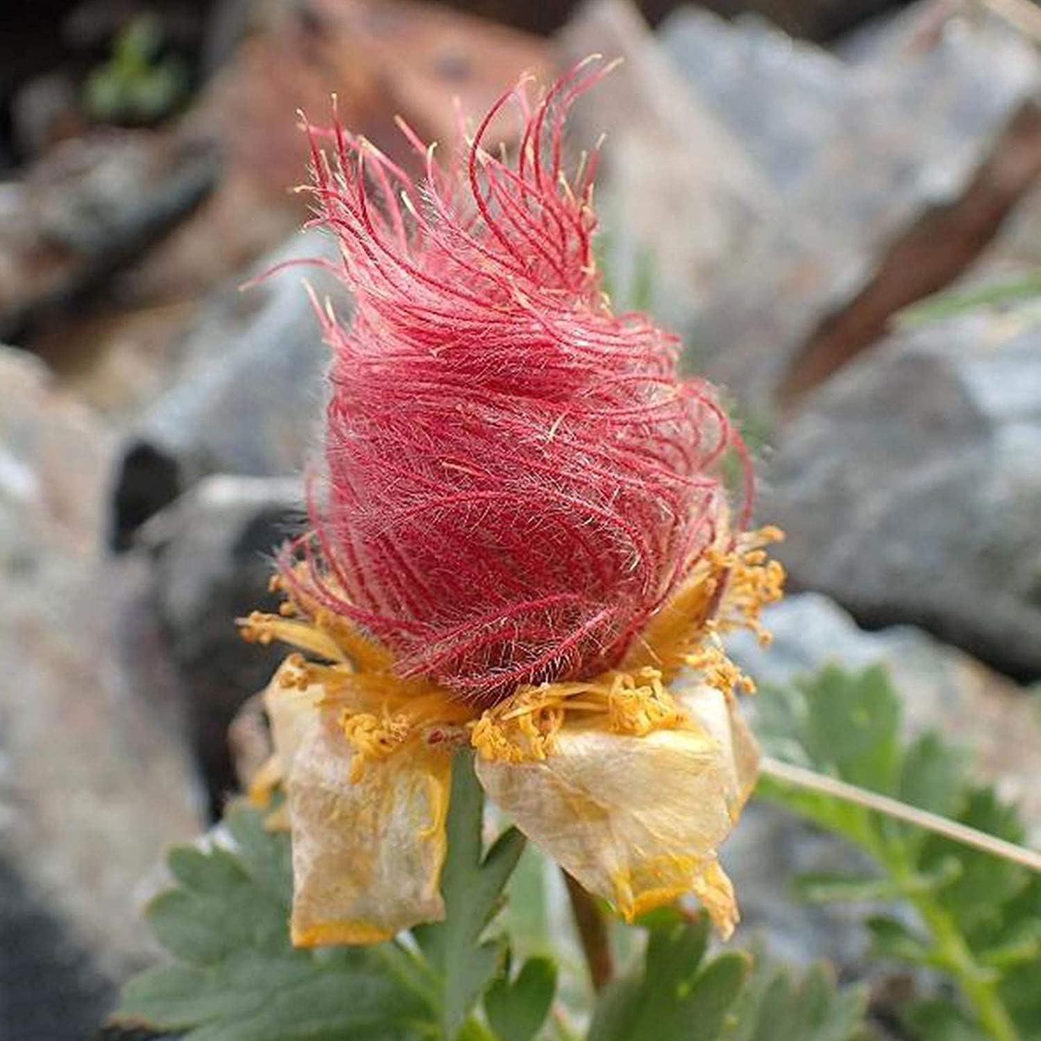 Prairie Smoke Flower Seeds up to 50%