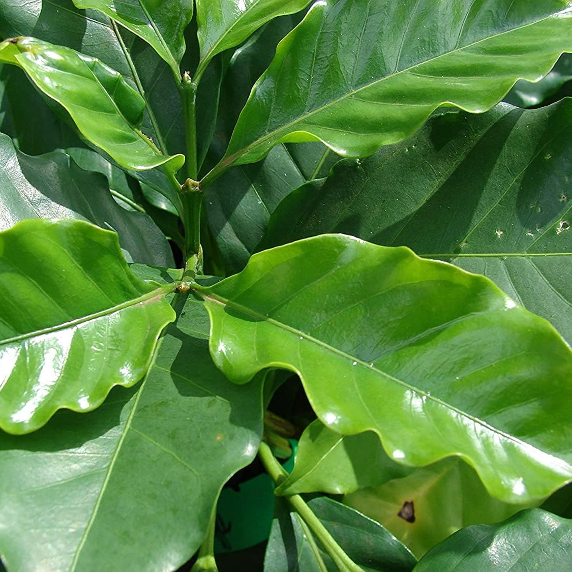 Arabian Coffee Tree Seeds up to 50%